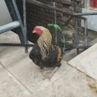 خروس لاری|حیوانات مزرعه|یزد, |دیوار