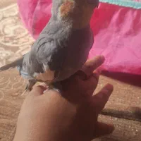 عروس هلندی سینامون دستی