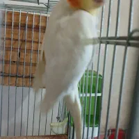 عروس هلندی نر مست مست بالغ|پرنده|ماهدشت, |دیوار