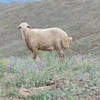 قوچ نژادمغانی|حیوانات مزرعه|اهر, |دیوار