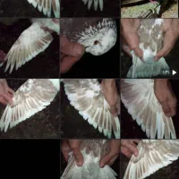 کفتر کبوتر جوجه