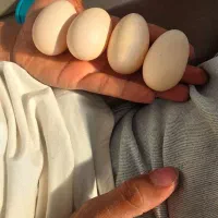 تخممرغ/محلی/ارگانیک/تخم مرغ محلی