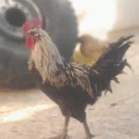 مرغ وخروس..