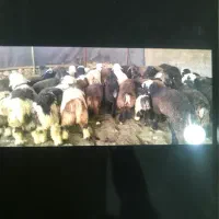 بره نره جفتی ۶۰ تا ۷۰ کیلو