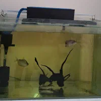 آکواریوم ۱۰۰ لیتری با تمام امکانات ووسایل آن