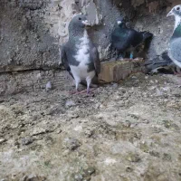 کفتر شهری|پرنده|شیراز, گویم|دیوار