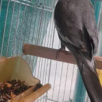 عروس هلندی|پرنده|قوچان, |دیوار