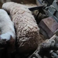 بره نر|حیوانات مزرعه|ایوان, |دیوار