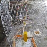 عروس هلندی نرو ماده همراه با قفس|پرنده|آستانه اشرفیه, |دیوار