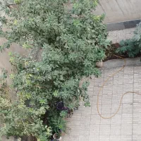 اجاره آپارتمان