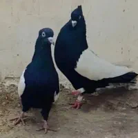 کبوتر|پرنده|قوچان, |دیوار