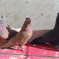 کبوتر سرخ زاغ|پرنده|زیباشهر, |دیوار