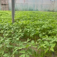 نهال گوجه با بزر خارجی