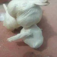 سیر بذری حپه گلابی