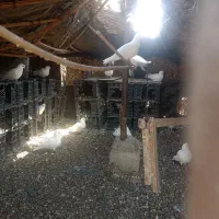 کفتر