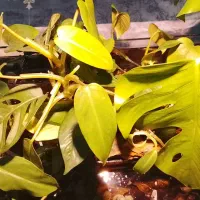 آکواریوم گیاهی