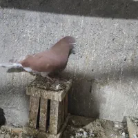 اوچان نر|پرنده|اردبیل, |دیوار