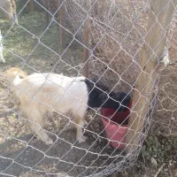 فروش دو عدد کهره نر|حیوانات مزرعه|جم, |دیوار