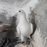 کفتر فروشی|پرنده|مشهد, صیدآباد|دیوار