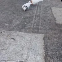 کبوتر گم شده