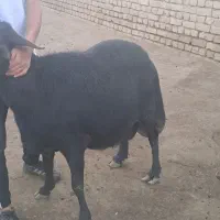 قوچ قره قزل لخت