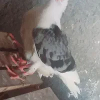 کبوتر دوبال شامی|پرنده|رامیان, |دیوار