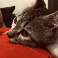 گربه|گربه|رباطکریم, رباطکریم|دیوار