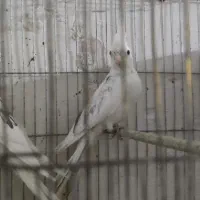 عروس البینو دوکت  با جوجه|پرنده|تبریز, |دیوار