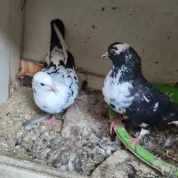 دو عدد کفتر