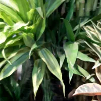 بامبو/بامبو تایلندی/رومیزی/گل آپارتمانی|گل و گیاه طبیعی|فردیس, فردیس|دیوار