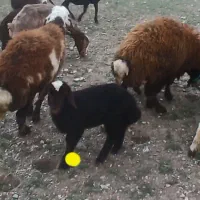 بره|حیوانات مزرعه|کنگاور, |دیوار