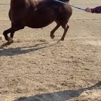 مادیون درجه یک ناب|اسب و تجهیزات اسب‌سواری|مرودشت, مسجد رسول‎|دیوار