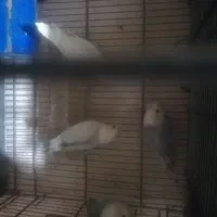 کوتوله مارال جفت شده وجوانه|پرنده|فسا, |دیوار