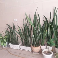 فروش انواع گل های آپارتمانی و خانگی سالم|گل و گیاه طبیعی|زنجان, |دیوار