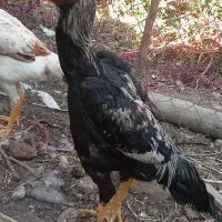 خروس لاری|حیوانات مزرعه|صوفیان, |دیوار