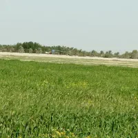 2000متر زمین صنعتی کشاورزی بوشهر احمدی