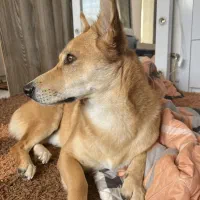 واگذاری سگ اشپیتز