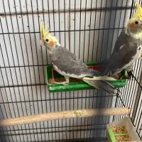 عروس هلندی|پرنده|لامرد, |دیوار