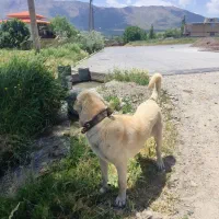 گمشده|حیوانات|خمین, |دیوار