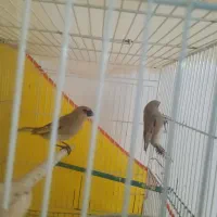 سهره نرماده|پرنده|تربت‌حیدریه, کوی شهید احمدزاده ملکی|دیوار