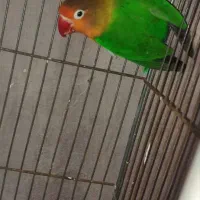 کوتوله جفت رو جوجه