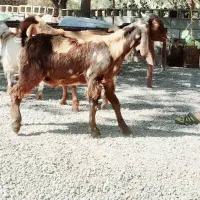 کهره ی نژدی  پازنی|حیوانات مزرعه|دهدشت, |دیوار