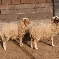 دو عدد بره نر دو ساله سالم وپر گوشت|حیوانات مزرعه|کرخه, |دیوار