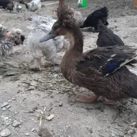 اردک کاکلی|حیوانات مزرعه|مشهد, وکیل‌آباد|دیوار
