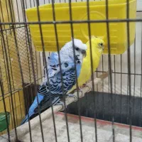 مرغ عشق پروانه ای مولد با۴جوجه|پرنده|اندیمشک, |دیوار