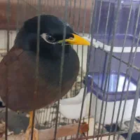 مرغ مینا
