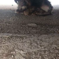 سگ پیدا شده