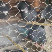 کبوتر کلاغ گوگ|پرنده|کرمان, |دیوار