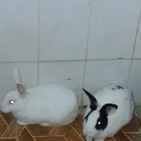 حیوان خونگی