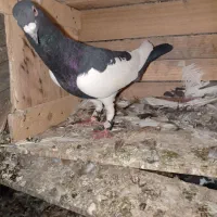 کبوتر یهودی